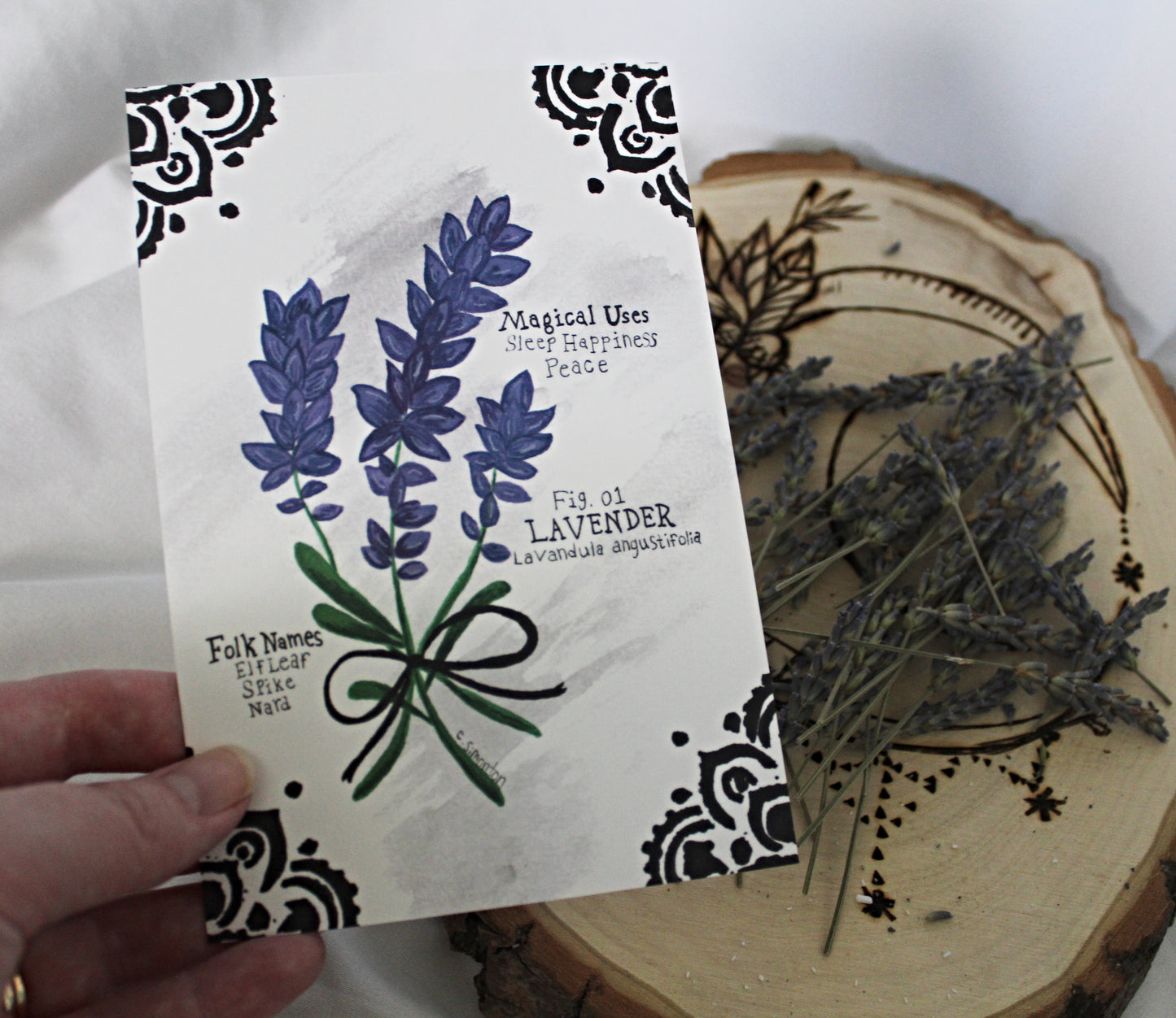 Lavender Art Print