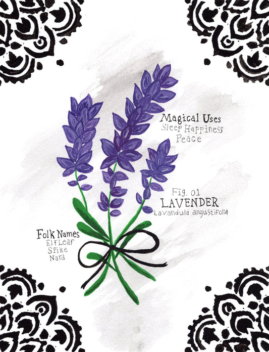 Lavender Art Print