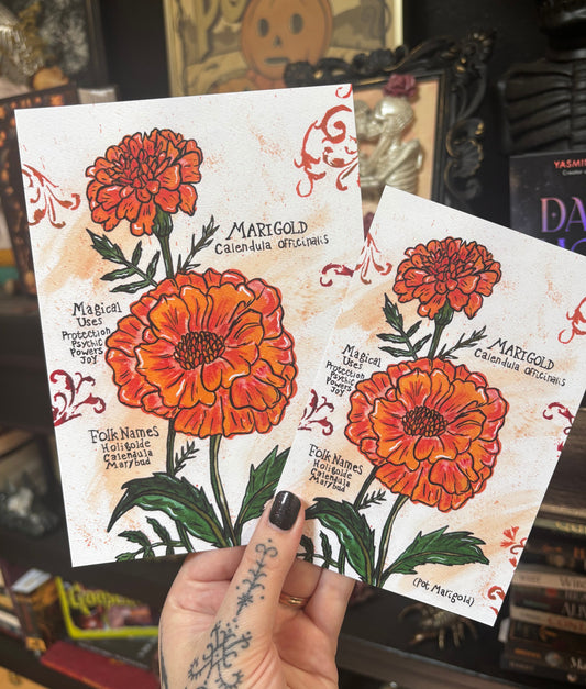 Pot Marigold Calendula Art Print