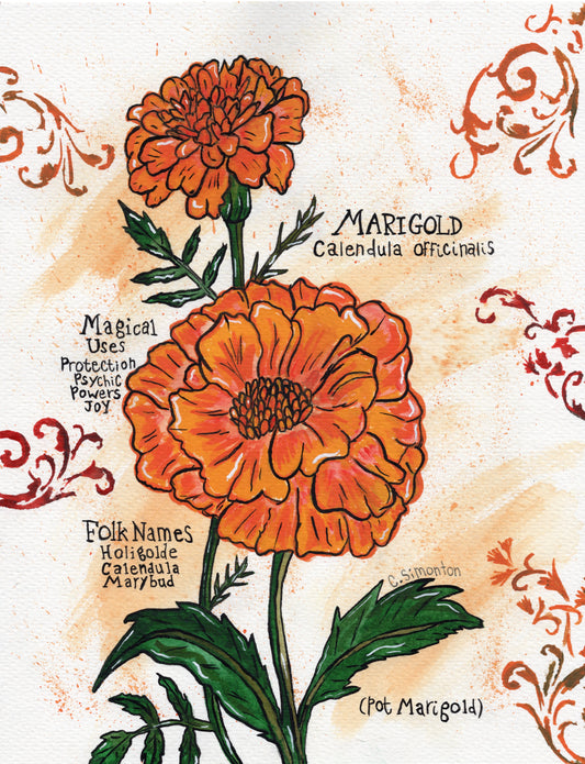 Pot Marigold Calendula Art Print