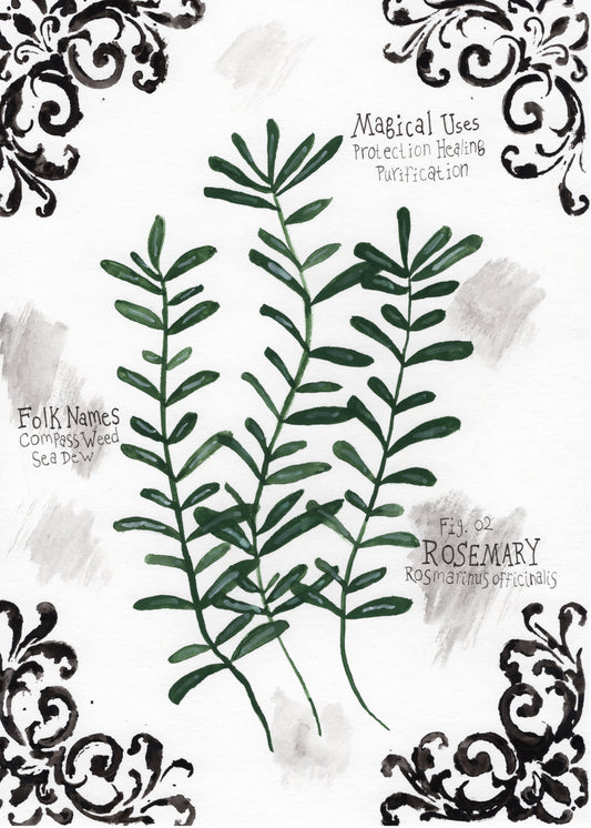 Rosemary Art Print